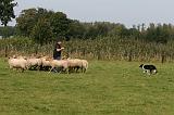 BORDER COLLIE - MOUTONS 038